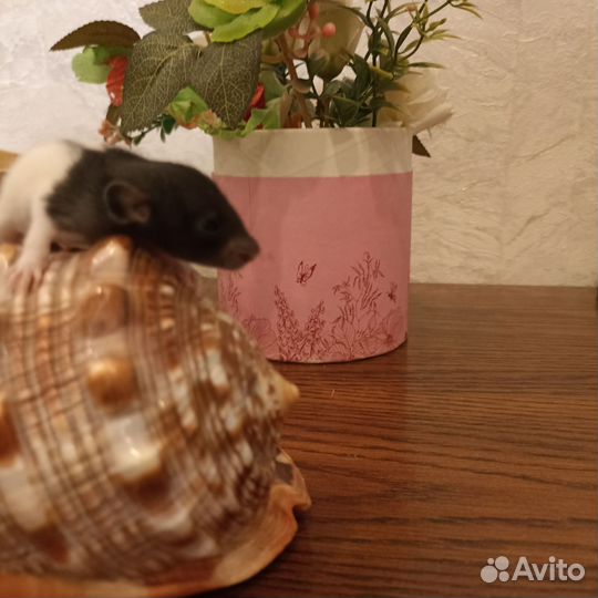 Продаются милые крысята