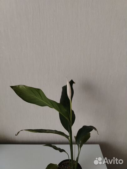 Спатифиллум