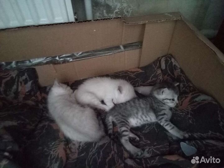 Шотландская кошка