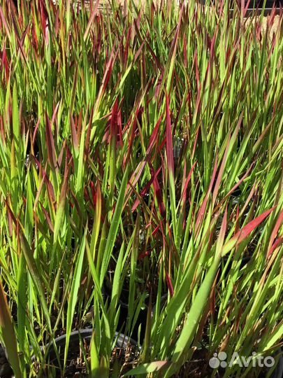 Императа С1,5