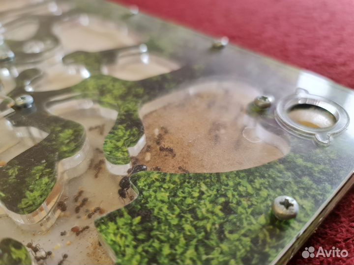 Муравьиная ферма (большая) с муравьями