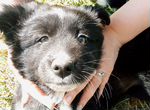 Собака в добрые руки щенок мама якутская лайка