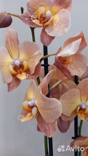 Орхидея фаленопсис