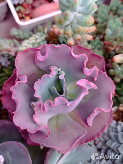 Суккуленты