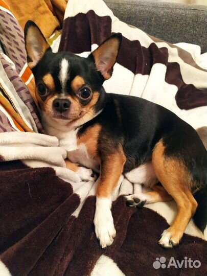 Вязка чихуахуа кобель