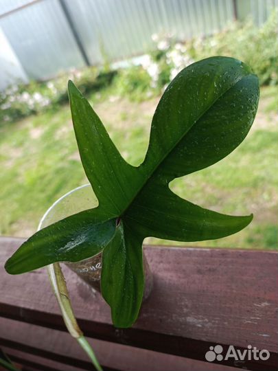 Филодендрон