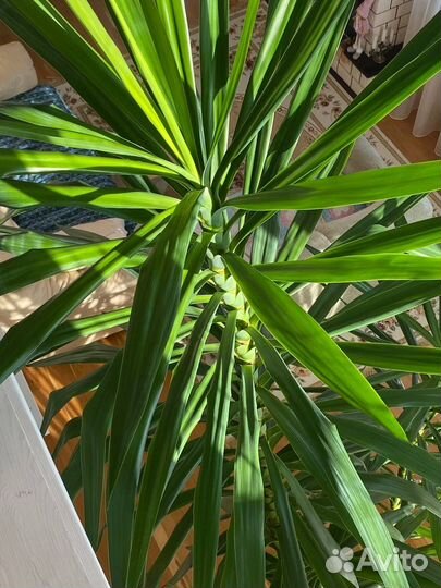 Пальма Юкка 3,7 м