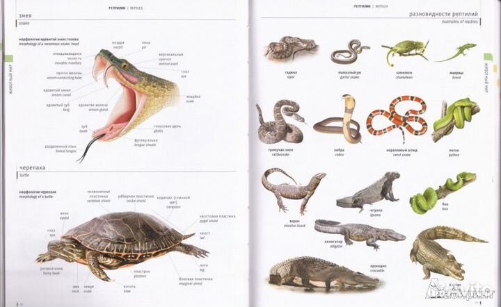 Англо-русский русско-английский визуальный словарь