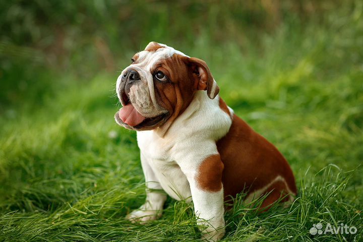 Добрыня Английский бульдог
