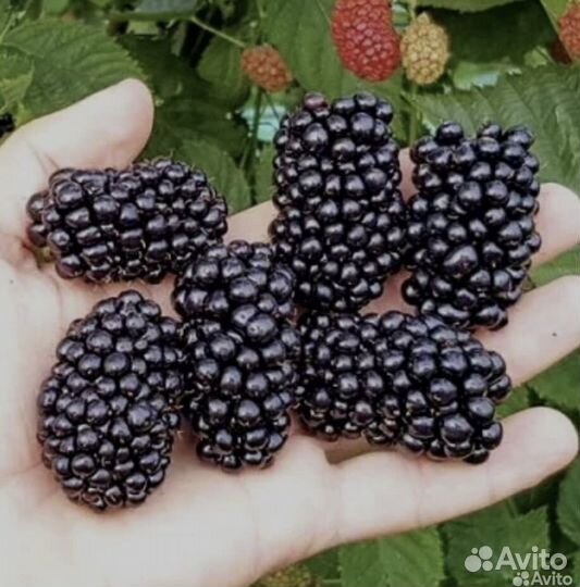 Саженцы ежевики