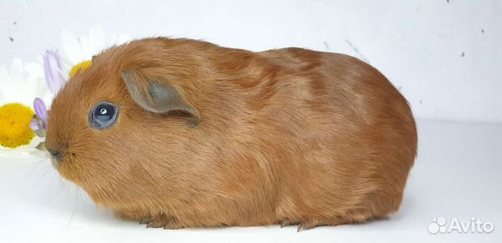 Морские свинки california