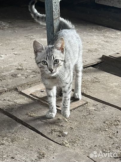 Котика В добрые руки