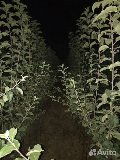 Саженцы яблони