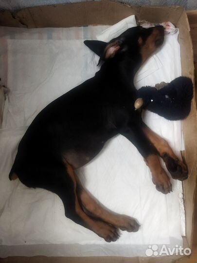 Щенок Добермана