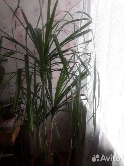 Цветы комнатные - Нолина