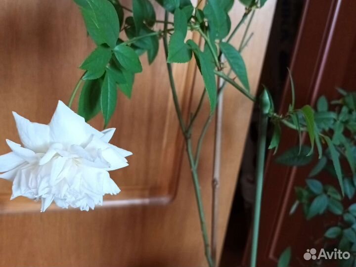 Роза комнатная домашняя (черенки )