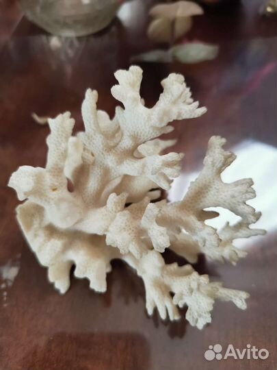 Коралл натуральный