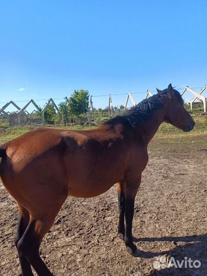 Лошадь жеребец