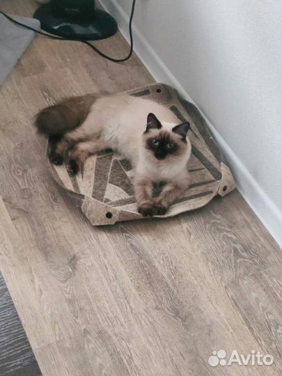 Лежак для кошки