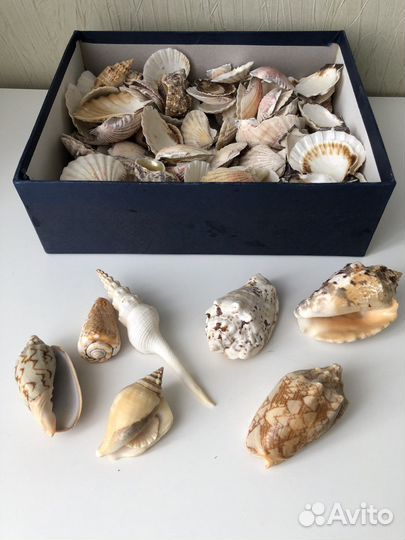 Для творчества коробка морских ракушек