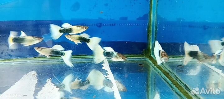 Канадские гуппи, чистая линия