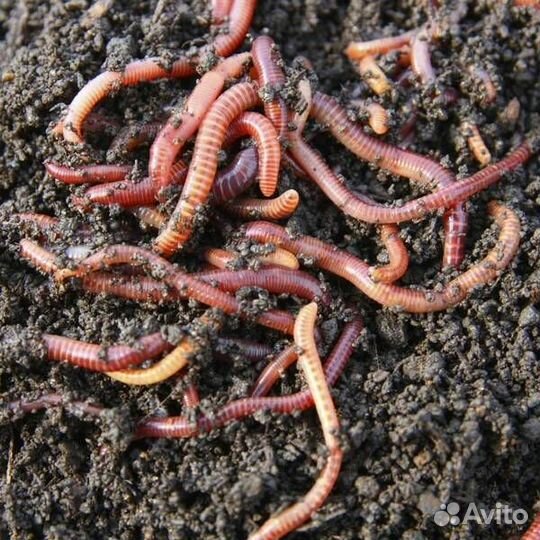 Червь калифорнийский