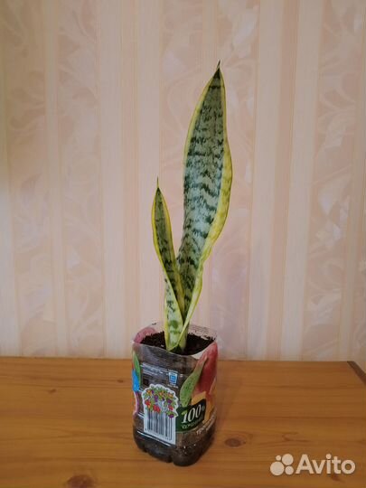 Сансевиерия