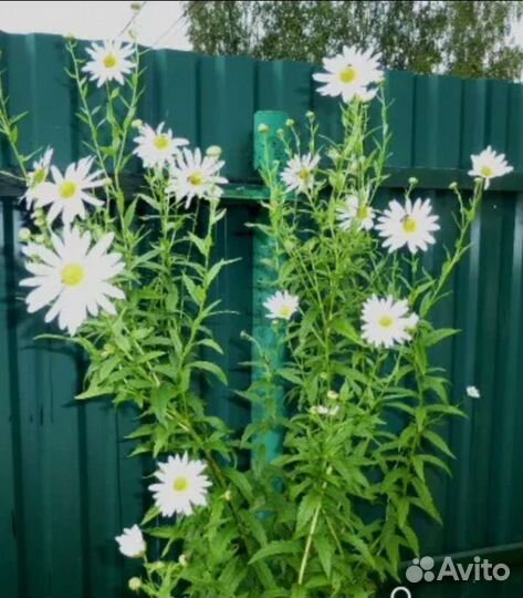 Многолетники