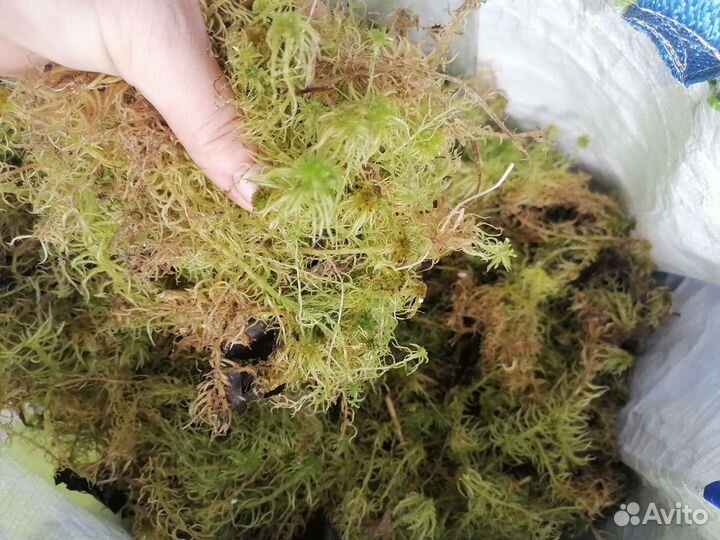 Мох сфагнум