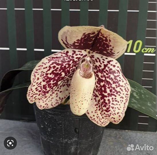 Башмачки. Орхидеи