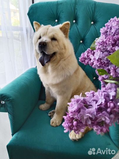 Добрый грумер. Стрижка собак и кошек