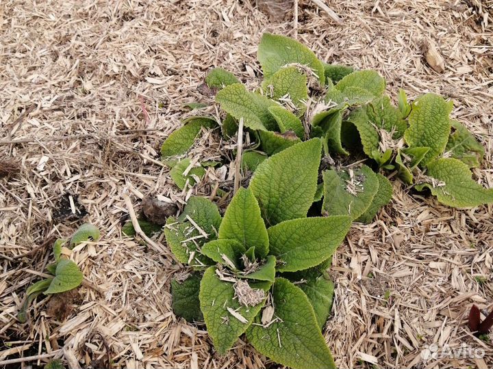 Наперстянка