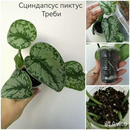 Сциндапсус пиктус Треби