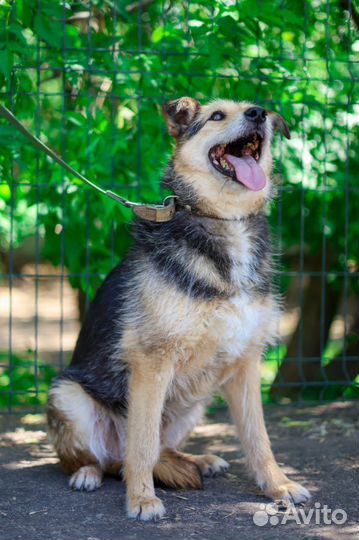 Терьер небольшой в добрые руки из приюта