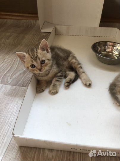 Британская кошка