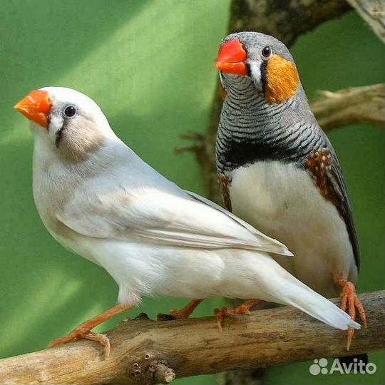 Птенцы зебровой амадины