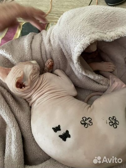 Ишем кошку для вязки