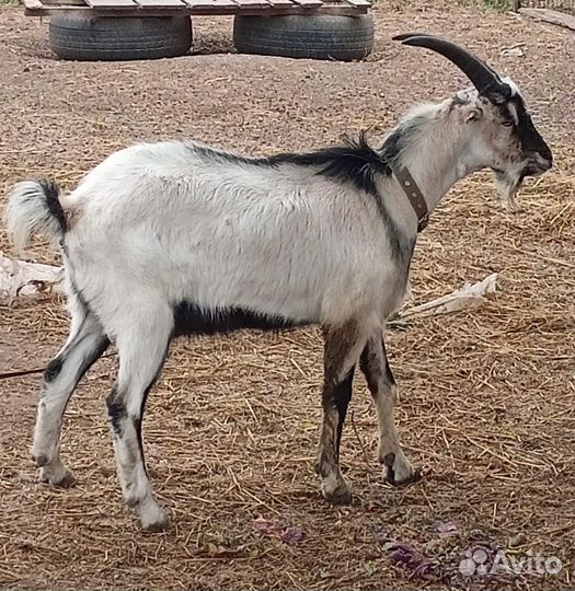 Козел породы Ламанча
