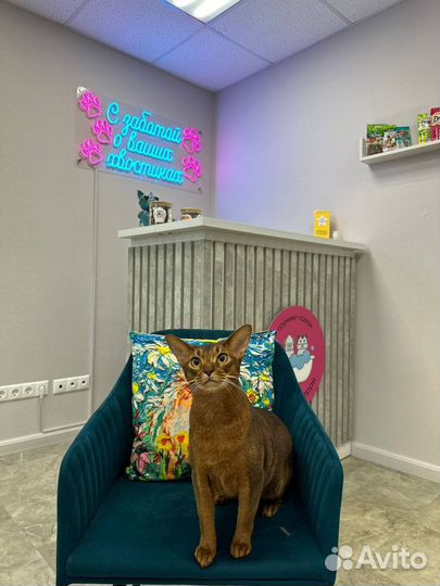 Груминг уход за собаками и кошками