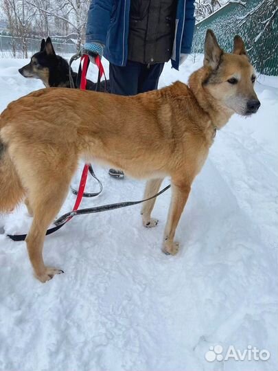 Старой собаке плохо в приюте