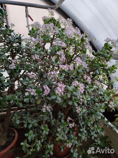 Толстянка Денежное дерево