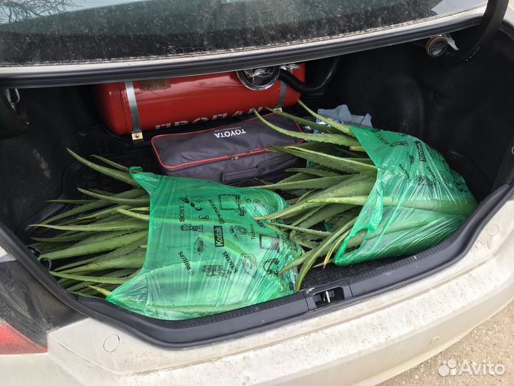 Алоэ вера и Алоэ древовидное (столетник)