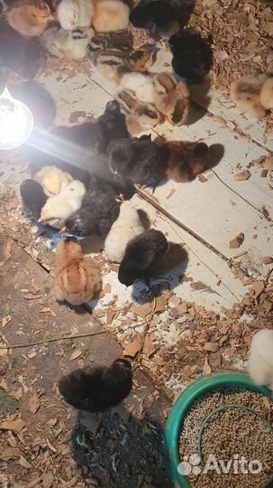 Цыплята разных пород
