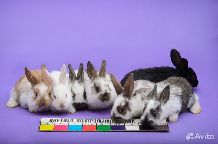 Кролики (бабочки, калифорнийские, черные строкачи)