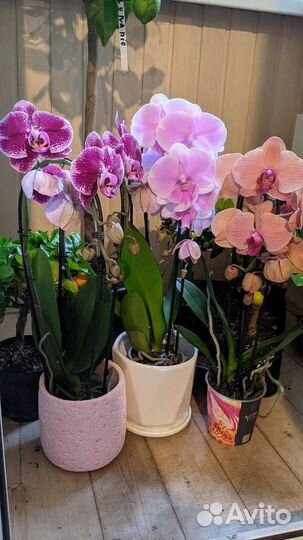 Орхидея подарочный каскад