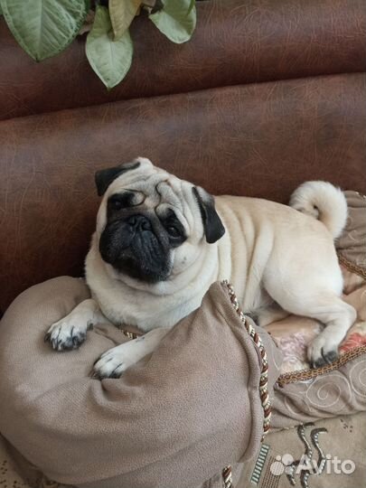 Мопс вязка мальчик