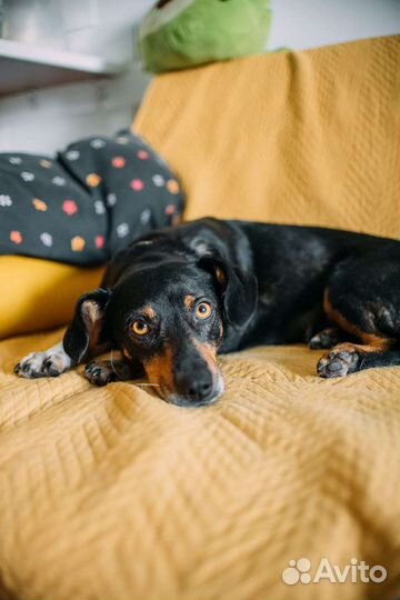 Метис таксы с доставкой