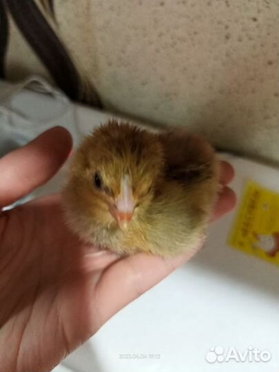 Инкубационное яйцо