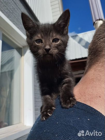 Отдам котенка