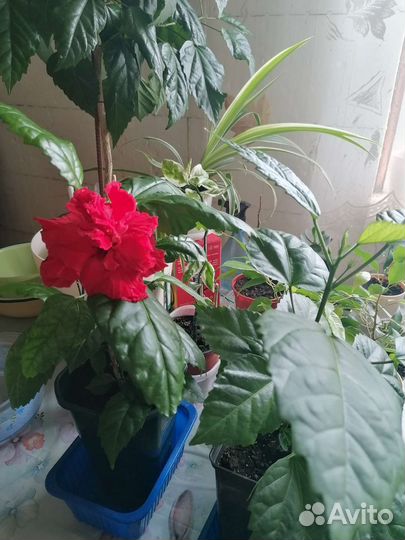 Цветы комнатные